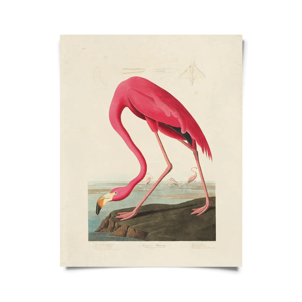 
                      
                        The 11x14 "Vintage Audubon Flamingo Bird Print" by Curious Prints
                      
                    