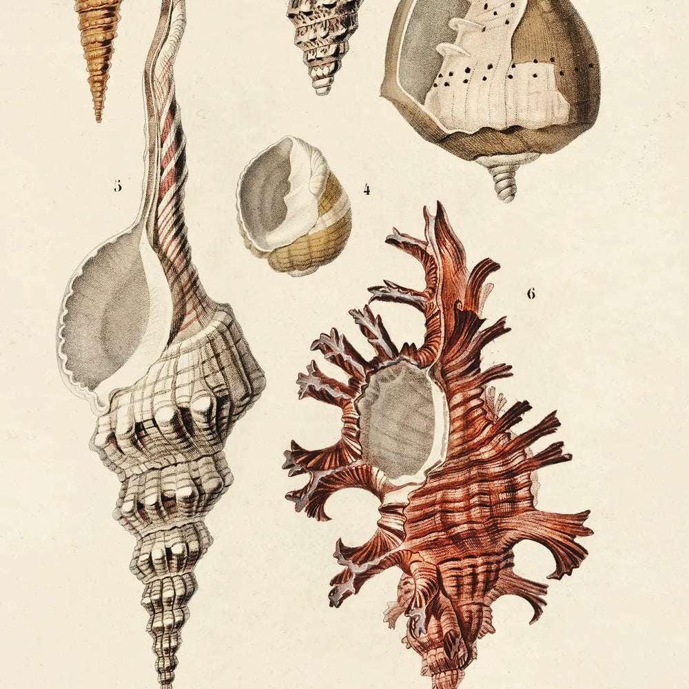 Closeup detail on the 11x14 "Vintage D'orbigny Sea Shell Mollusk" Print by Curious Prints