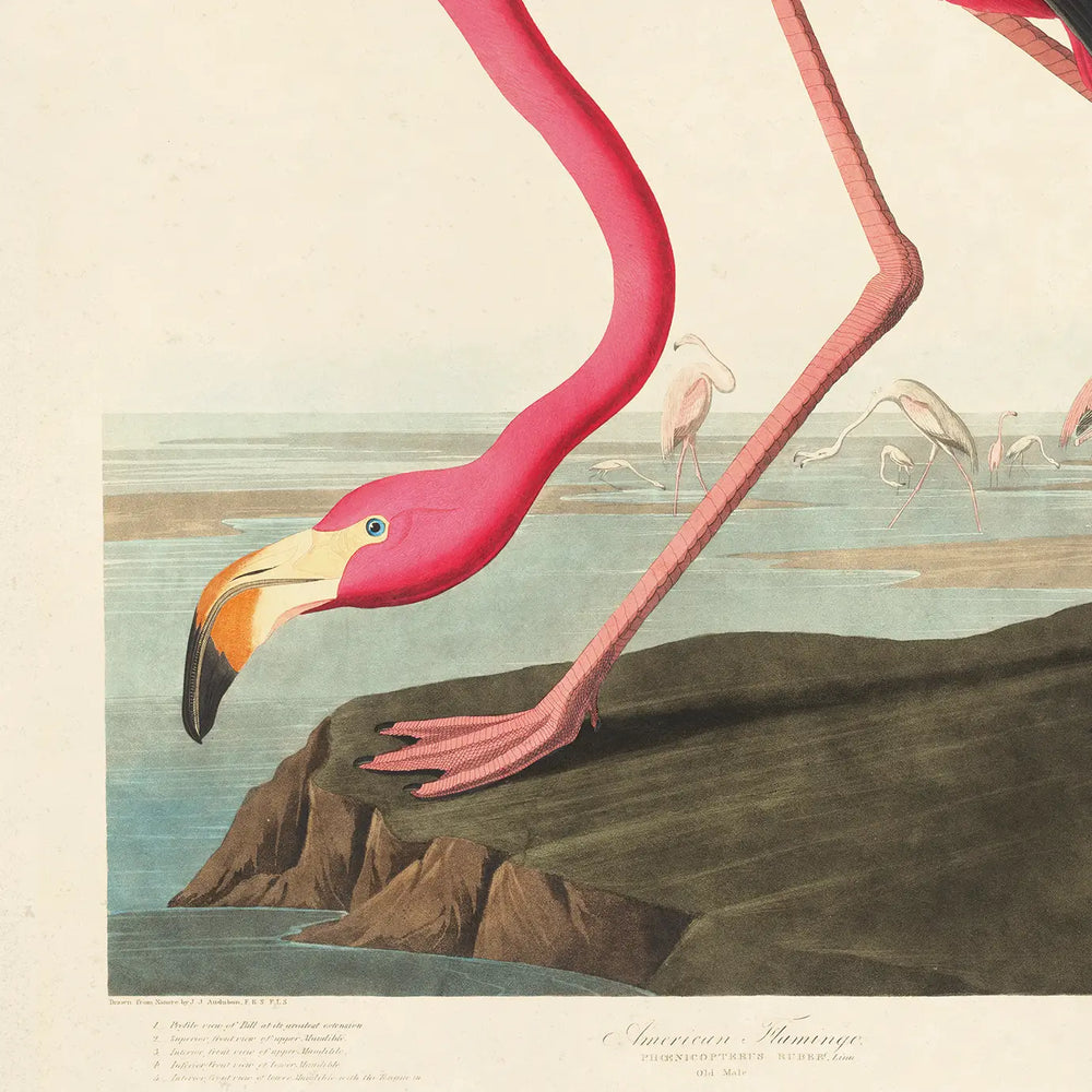 
                      
                        Closeup on the 11x14 "Vintage Audubon Flamingo Bird Print" by Curious Prints
                      
                    