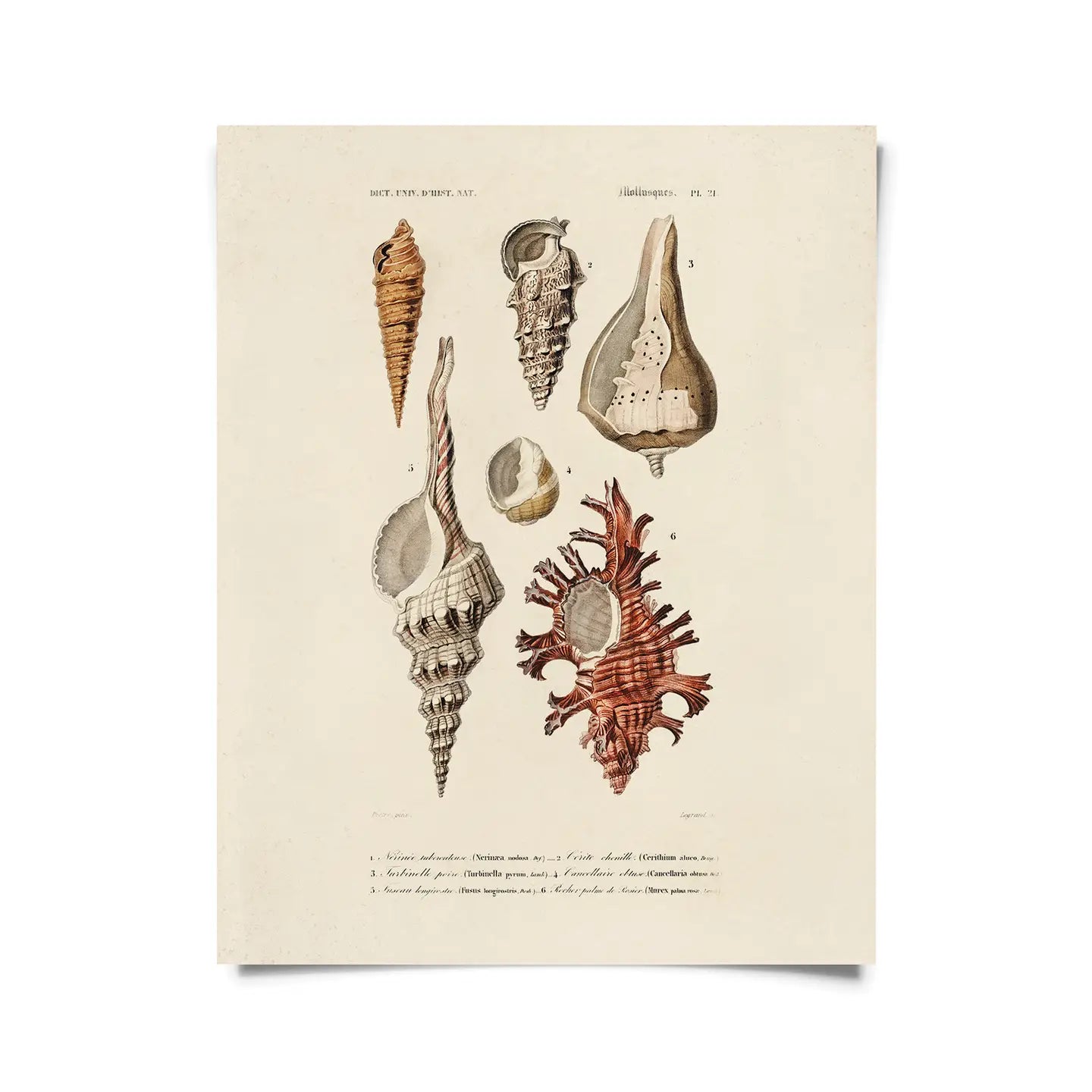 The 11x14 "Vintage D'orbigny Sea Shell Mollusk" Print by Curious Prints