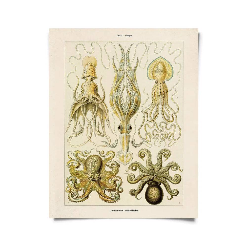 
                      
                        The 11x14 "Vintage Haeckel Octopus Print" by Curious Prints
                      
                    