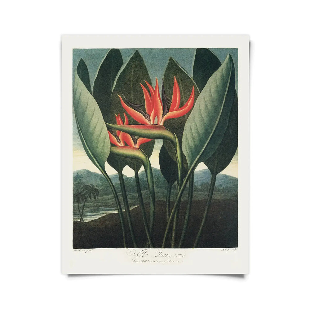 
                      
                        The 11x14 "Vintage Botanical Bird of Paradise Print" by Curious Prints
                      
                    