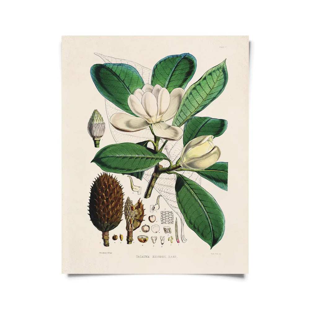 
                      
                        The 11x14 "Vintage Botanical Magnolia Flower Print" by Curious Prints
                      
                    