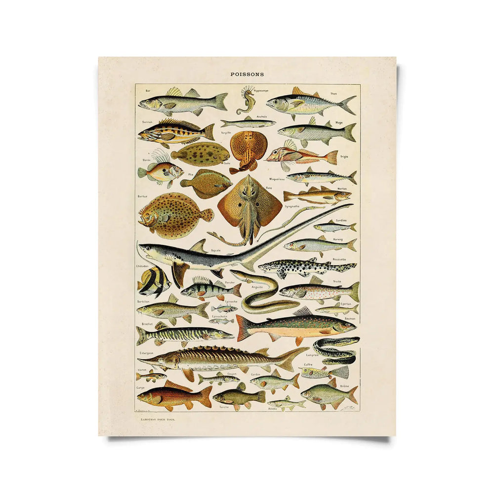 
                      
                        The 11x14 "Vintage Millot Sea Life Fish Print" by Curious Prints
                      
                    