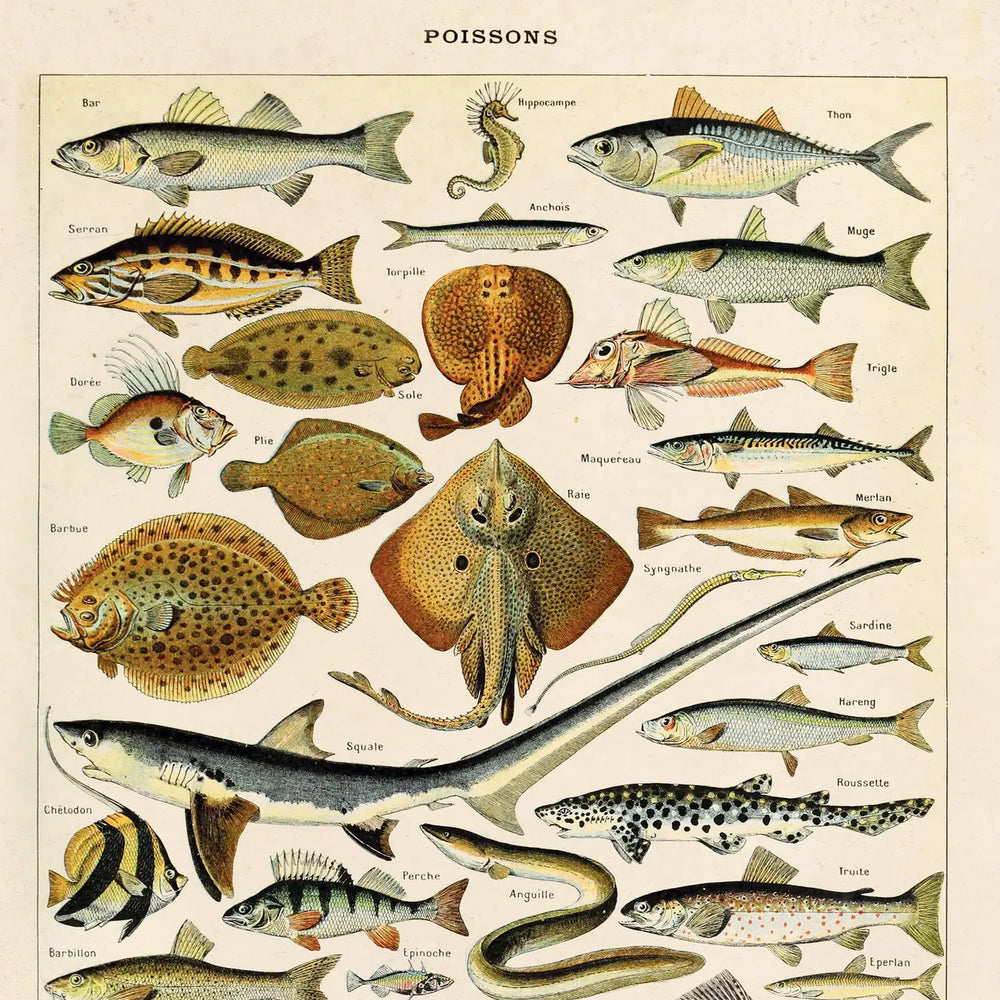 
                      
                        Closeup detail on the 11x14 "Vintage Millot Sea Life Fish Print" by Curious Prints
                      
                    