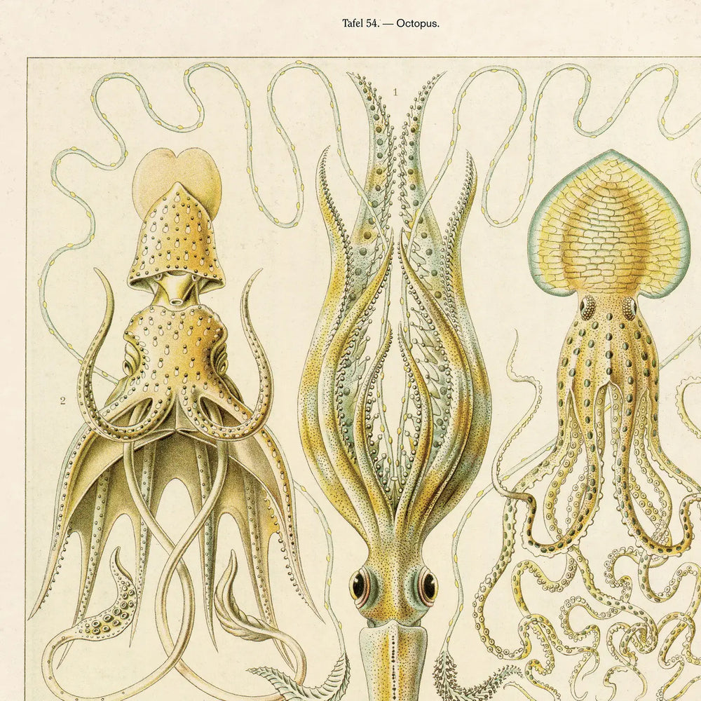 
                      
                        Closeup detail on the 11x14 "Vintage Haeckel Octopus Print" by Curious Prints
                      
                    